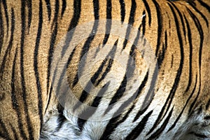 Close up of big feline wildcat Malayan tiger with beautiful stripe fur