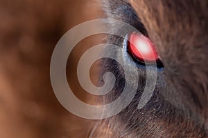 Close-up on the big the glowing evil red eye of a demon or satan, animal, bull, bison, cow or horse with brown hair and reflection