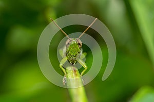 Close up of a big grasshopper