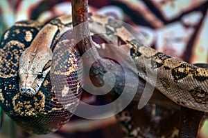 Big green-brown python