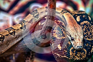 Big green-brown python