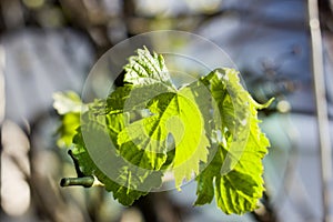 Close-up of big green fresh grape leaves growing outdoors on blurred sunny bright blue background
