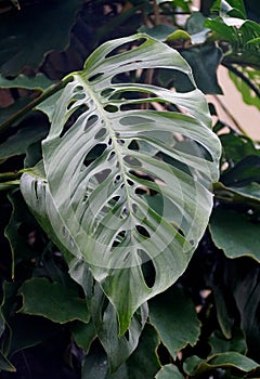 Close up of a big green leaf of Monstera Esqueleto photo