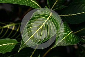Close-up of big green tropical tree leafs