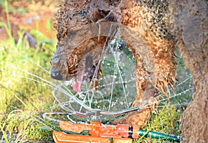 Close up big hairy dog drinking water fountain