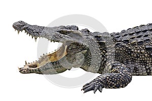 Close up big head crocodile is danger animal wildlife