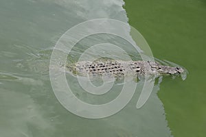 Close up big head crocodile is show head in river
