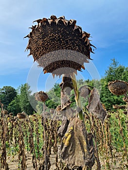 Close up of big head of drought dried sunflower