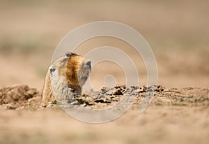 Close up of a big-headed African mole-rat