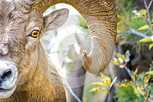 Close up of big horn sheep