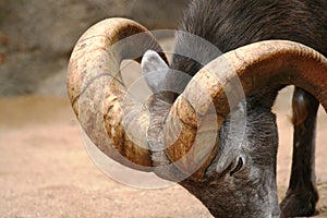 Close-up of Big Horn Sheep