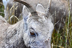 Close up of a Big Horn Sheep