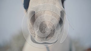 Close up of big horse nose breathing in the blurred background. Horse detail mouth, nose and nostrils. Concept of horse