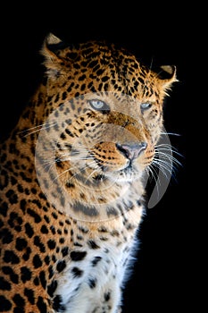 Close up big leopard isolated on black background