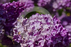 Close-Up of big lilac branch blooms on blurred background