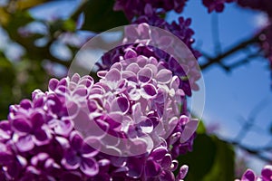 Close-Up of big lilac branch blooms on blurred background