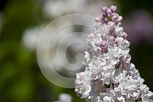 Close-Up of big lilac branch blooms on blurred background