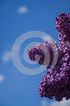 Close-Up of big lilac branch blooms on blurred background