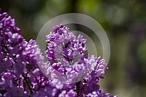 Close-Up of big lilac branch blooms on blurred background