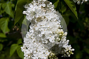 Close-Up of big lilac branch blooms on blurred background