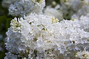 Close-Up of big lilac branch blooms on blurred background