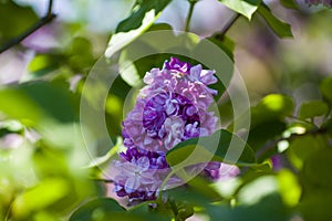 Close-Up of big lilac branch blooms on blurred background