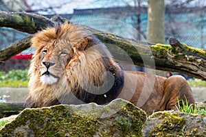 Close-up of big male African lion on black background