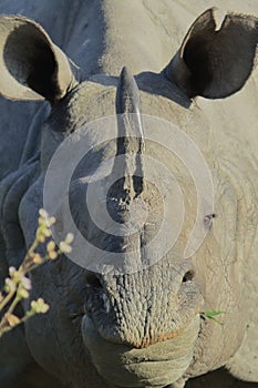 close up of a big male indian rhino or greater one-horned rhinoceros (rhinoceros unicornis) in kaziranga