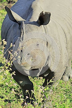 close up of a big male indian rhino or greater one-horned rhinoceros (rhinoceros unicornis) in kaziranga