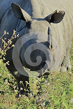 close up of a big male indian rhino or greater one-horned rhinoceros (rhinoceros unicornis) in kaziranga