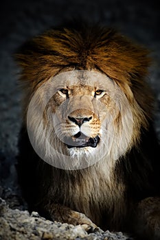 Close up big male lion portrait