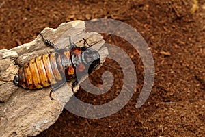 Close-up big male of  Madagascar hissing cockroach crawling on the snag  on brown ground background