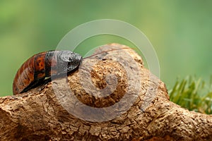 Close-up big male of  Madagascar hissing cockroach crawling on the snag  on green background