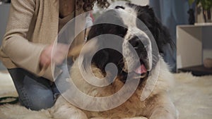 Close-up of big Moscow watchdog lying as his owner combing his fur. happy smiling caucasian woman kissing her pet`s head
