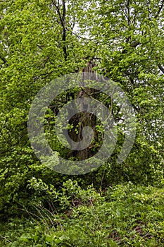 Close-up of big old elm tree