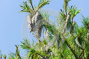 Close up of big pine cones growing on a tree branch over blue clear sky background