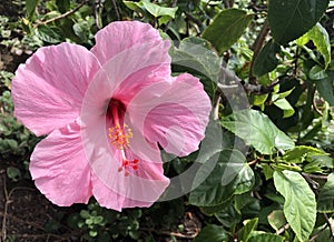 Close up of a big pink hibiscus flower