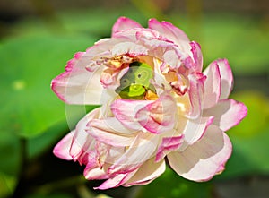 Close-up Big Pink Lotus Stock Photo: