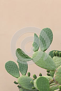 Close up on a big prickly pear plant  with copy space for your text