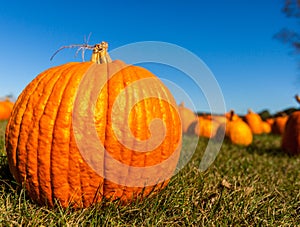 Close up of a big pumpkin in a field with blurred pumpkins in the background/pumpkin patch