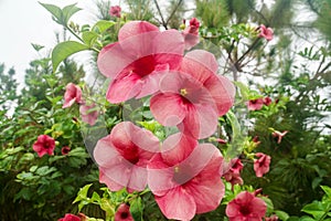 close up big red flower bunch growing and blooming in rainy season