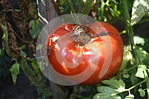 Close up of a big red tomato grown outside in a bio garden.