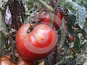 Close up of a big red tomato grown outside in a bio garden.