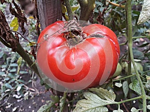 Close up of a big red tomato grown outside in a bio garden.