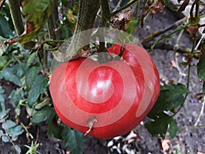 Close up of a big red tomato grown outside in a bio garden.