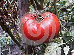 Close up of a big red tomato grown outside in a bio garden.