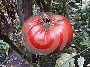 Close up of a big red tomato grown outside in a bio garden.