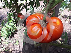 Close up of a big red tomato grown outside in a bio garden.