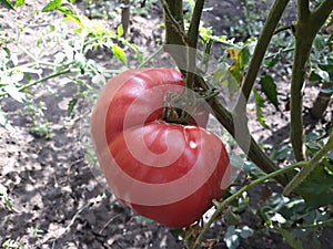 Close up of a big red tomato grown outside in a bio garden.