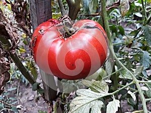 Close up of a big red tomato grown outside in a bio garden.